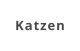 Katzen
